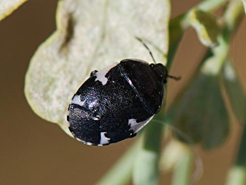 Tritomegas sexmaculatus